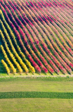 Castelvetro di Modena, sonbahar üzüm bağları