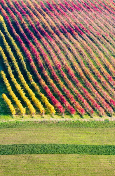 Castelvetro di Modena, sonbahar üzüm bağları — Stok fotoğraf