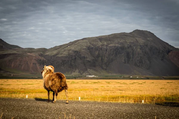 Islandský skopové při západu slunce — Stock fotografie