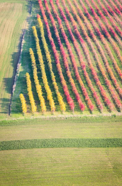 Кастельветро-ді-Модена, виноградники восени — стокове фото