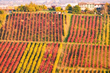 Castelvetro, Modena, Emilia Romagna, İtalya. Sonbaharda Lambrusco Grasparossa üzüm bağları ve tepeler üzerinde günbatımı
