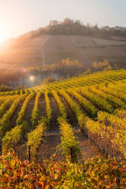 Langhe bölgesi, Piedmont, İtalya. Sonbahar manzarası