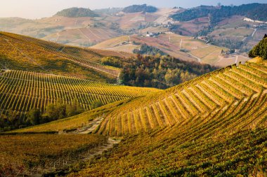 Langhe bölgesi, Piedmont, İtalya. Sonbahar manzarası