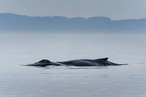 Canada, Colombie-Britannique. Queue de rorqual à bosse à Victoria — Photo