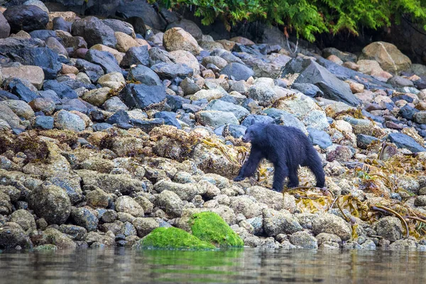 加拿大不列颠哥伦比亚省托菲诺市落潮时寻找食物的黑熊 — 图库照片