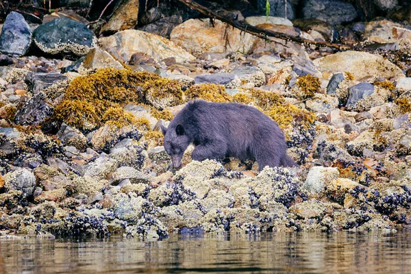 Oso Negro en busca de comida en marea baja, Tofino, Columbia Británica, Canadá — Foto de Stock