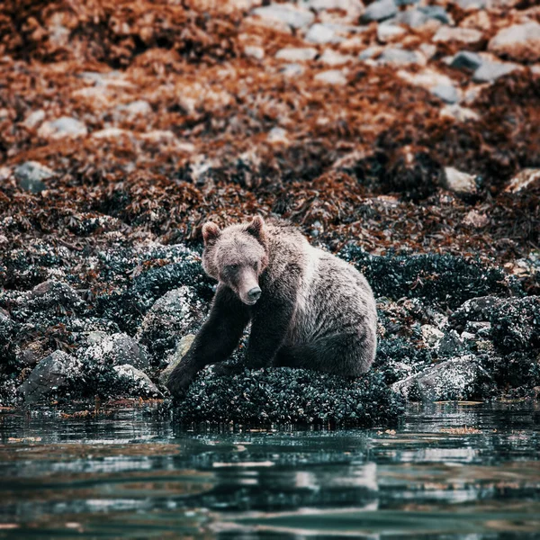 Grizzly Bear vid lågvatten, Knight Inlet, Vancouver Island, British Columbia, Kanada — Stockfoto