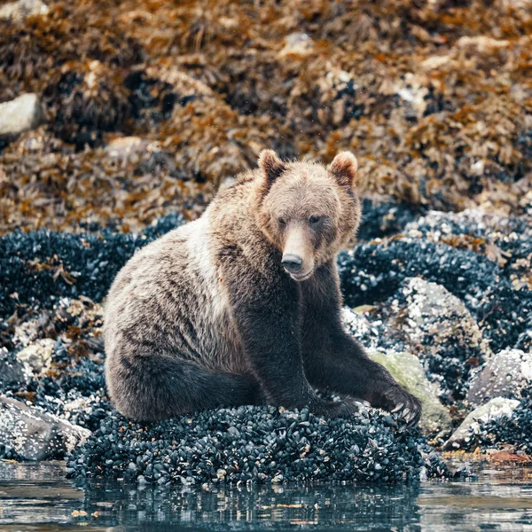 Urso Grizzly na maré baixa, Knight Inlet, Vancouver Island, British Columbia, Canadá — Fotografia de Stock