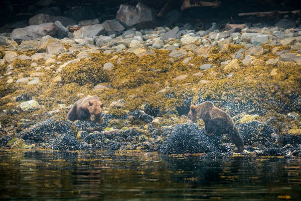 加拿大不列颠哥伦比亚省温哥华岛骑士湾低潮灰熊 — 图库照片