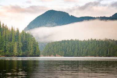 Clayoquot Sound vahşi doğa manzarası, Tofino, British Columbia, Kanada
