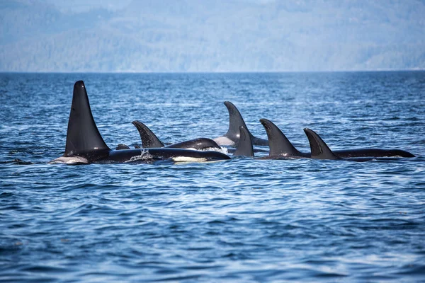 Vaina de ballenas asesinas en Columbia Británica, Canadá — Foto de Stock