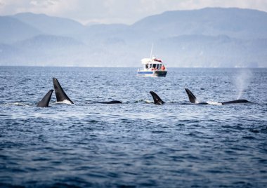 Killer Whales pod in British Columbia, Canada clipart