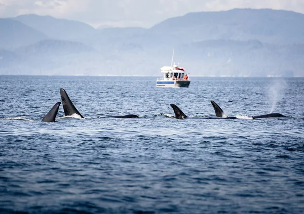 Killer Whales kapseli Brittiläisessä Kolumbiassa, Kanadassa tekijänoikeusvapaita valokuvia kuvapankista