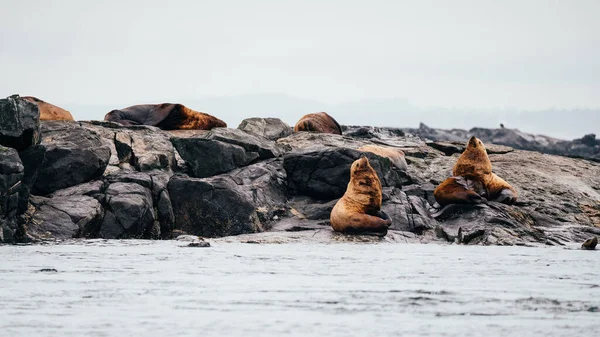 加拿大不列颠哥伦比亚省温哥华岛维多利亚湾岩石上的海狮 — 图库照片