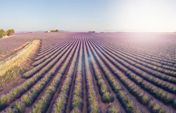 Provence, Südfrankreich. Lavendelfeld in Blüte. Valensole. Luftbild — Stockfoto