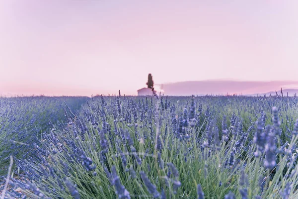 Provence, jižní Francie. Levandulové pole v květu. Valensole. Osamělý statek — Stock fotografie
