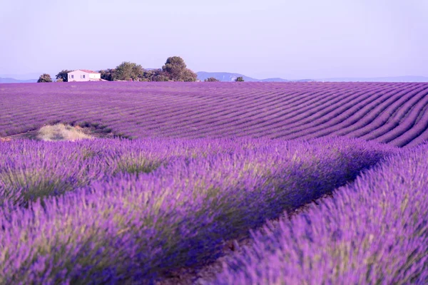 Provence, södra Frankrike. Lavendelfält i blom. Valensole Ordförande — Stockfoto
