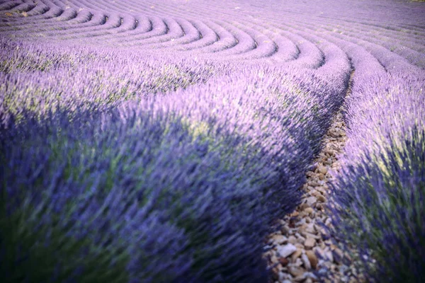 Прованс, Южная Франция. Изогнутое лавандовое поле в цвету. Валенсоль — стоковое фото