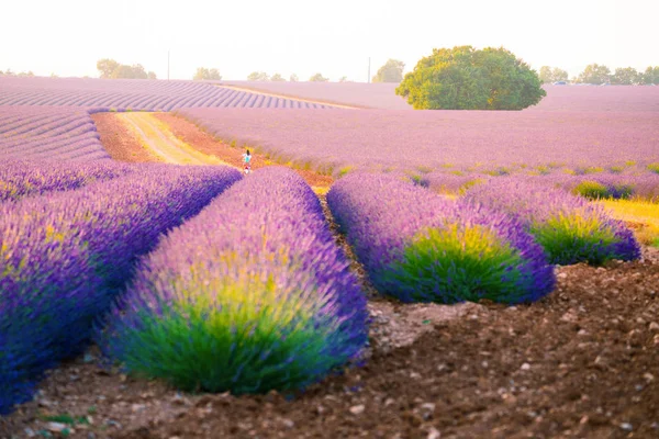 Provence, Sør-Frankrike. Lavendelfeltet blomstrer. Valensoll – stockfoto