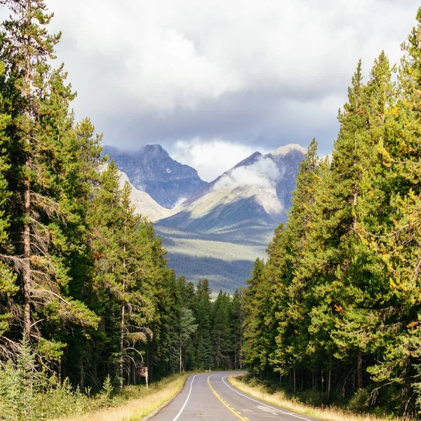 Naturreservat i Jasper nasjonalpark, Alberta, Canada – stockfoto
