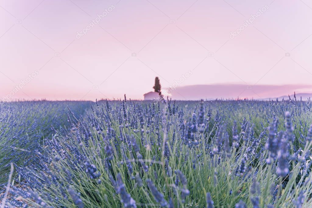 Provence, Southern France. Lavender field in bloom. Valensole. Lonely farmhouse