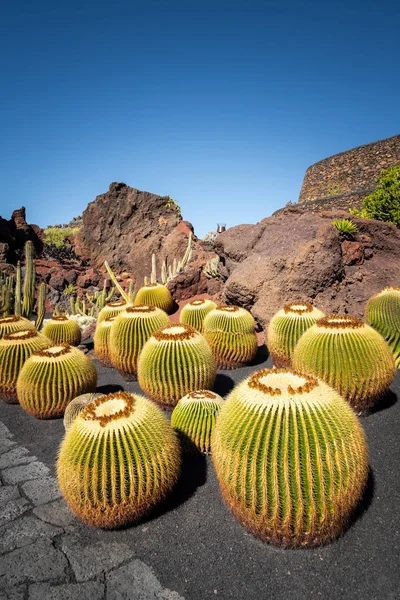 Impianti Cactus Lanzarote Isole Canarie Spagna Cielo Blu — Foto Stock