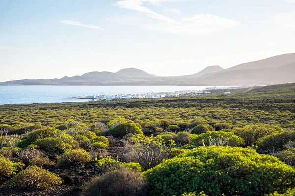 Grønn busk og Atlanterhavet, Lanzarote, Kanariøyene – stockfoto