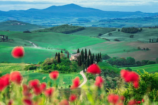 Поппи Цветы Луг Весной Катящиеся Холмы Заднем Плане Тоскана Италия — стоковое фото