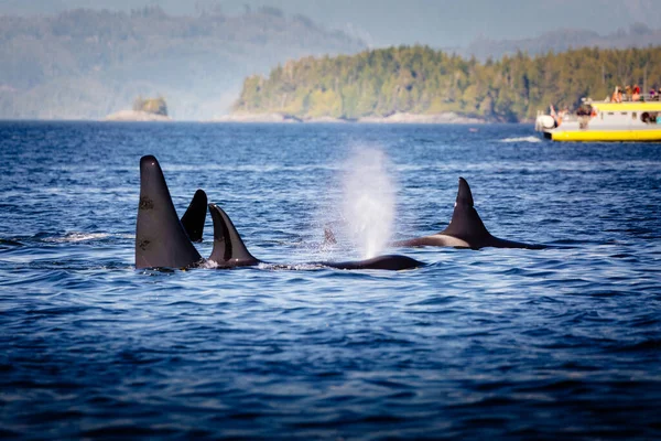 Wild Killer Whale Watching Vancouver Island British Columbia Canadá Arquipélago Imagem De Stock