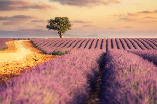 Auringonnousu Laventelipelloilla Provencessa Etelä Ranskassa Valensole Plateau — kuvapankkivalokuva