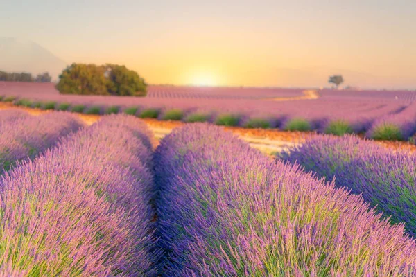 Sonnenaufgang Über Lavendelfeldern Der Provence Südfrankreich Valensole Hochebene — Stockfoto