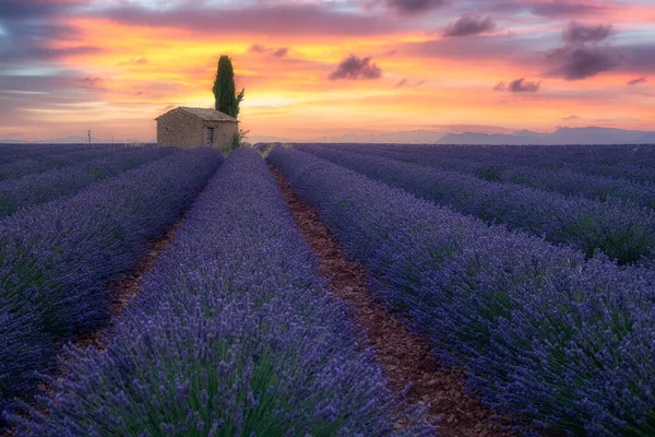 Provence Etelä Ranska Purple Laventeli Kenttä Auringonnousun Aikaan Valensole — kuvapankkivalokuva