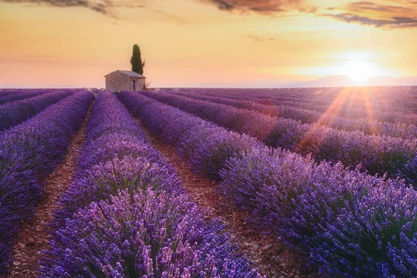 Provence Südfrankreich Violettes Lavendelfeld Bei Sonnenaufgang Valensole — Stockfoto