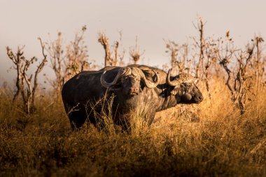 Günbatımında Afrika savanasında vahşi bufalo. Botswana
