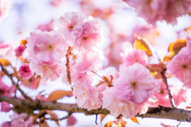Çiçek açmış kiraz çiçekleri, sakura. Çiçek detayı