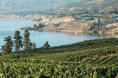 Okanagan Vadisi, Penticton yakınlarındaki üzüm bağları, British Columbia, Kanada