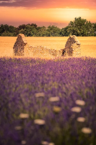 Francja, Prowansja Alpy Cote dAzur, Valensole Plateau, Lawenda Pole o wschodzie słońca — Zdjęcie stockowe