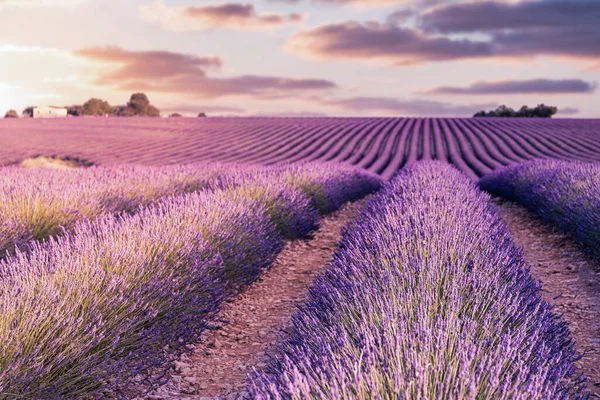 Frankreich, Provence Alpen Cote dAzur, Hochebene von Valensole, Lavendelfeld bei Sonnenaufgang — Stockfoto