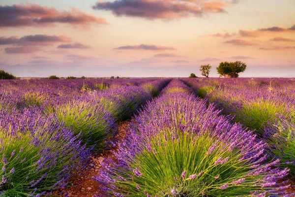 Francie, Provence Alps Cote dAzur, Valensole Plateau, Lavender Field při východu slunce — Stock fotografie