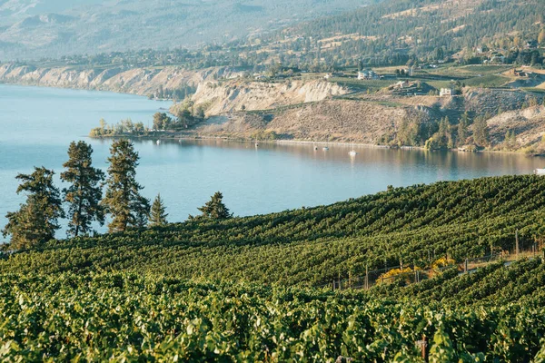 Okanagan Valley, wijngaarden bij Penticton, British Columbia, Canada — Stockfoto