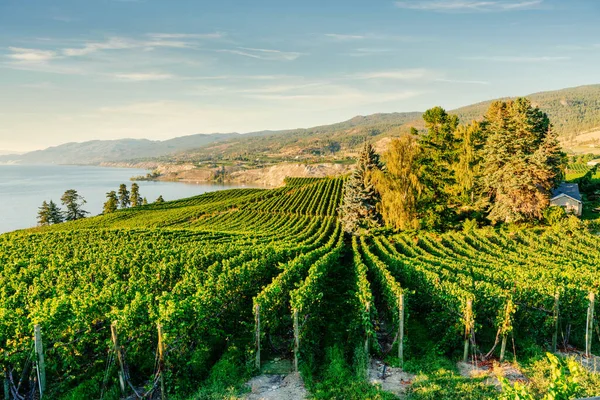 Okanagan Vadisi, Penticton yakınlarındaki üzüm bağları, British Columbia, Kanada