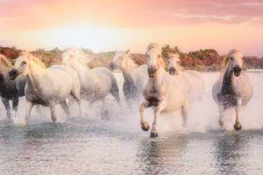 Camargue 'nin vahşi beyaz atları gün batımında suda koşuyor. Güney Fransa