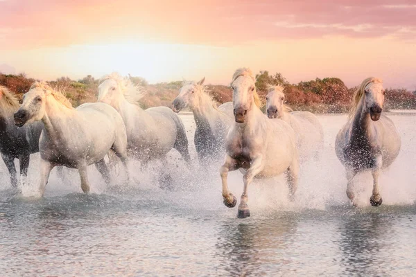 Ville, hvite hester med Camargue som løper på vann ved solnedgang. Sør-Frankrike – stockfoto