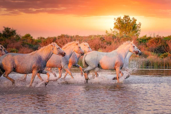 Villit valkoiset Camarguen hevoset juoksevat veden päällä auringonlaskun aikaan. Etelä-Ranska — kuvapankkivalokuva