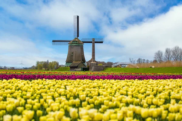 Tulipanes amarillos y molino de viento en Holanda —  Fotos de Stock