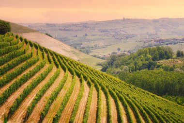 Barolo şarap bölgesi, Langhe, Piedmont, İtalya. Üzüm bağları ve cennet manzarası