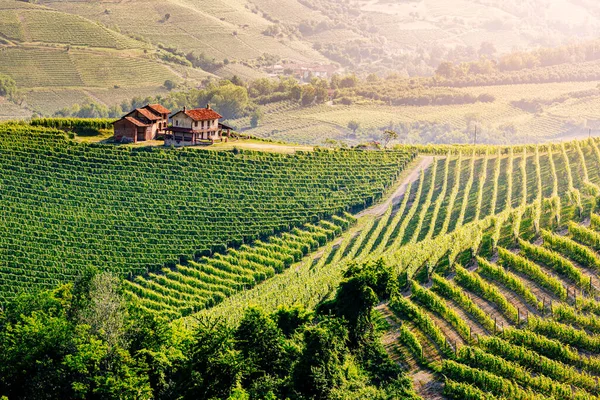 Винный Регион Бароло Ланге Италия Виноградники Идиллический Пейзаж — стоковое фото