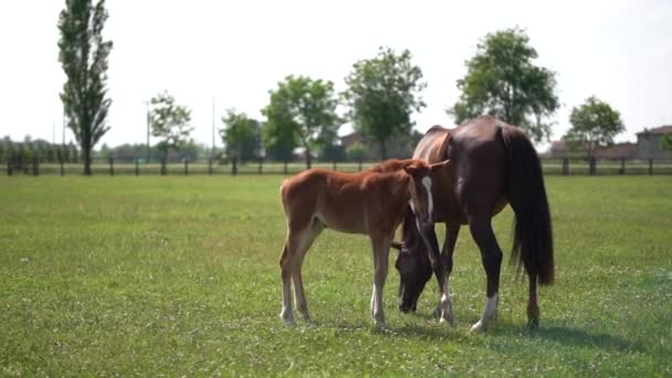 Fohlenpferd und Mutter auf der grünen Wiese. Zeitlupentempo — Stockvideo