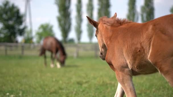 Cheval poulain et mère sur prairie verte. Slow motion lisse pan 