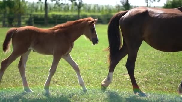 Foal kuda dan ibu di padang rumput hijau. Trek gerak halus lambat — Stok Video